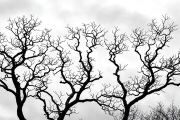 A stark black and white image capturing the intricate silhouette of bare tree branches against a pale sky, creating a dramatic and evocative scene.