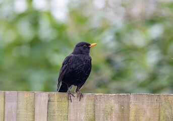 Solitary blackbird perched on a wooden fence with blurred green foliage in the background.