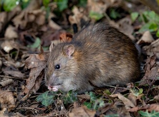 Close-up of a brown rat foraging among fallen leaves and greenery in a natural setting.