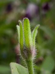 Obraz premium Close up of a plant