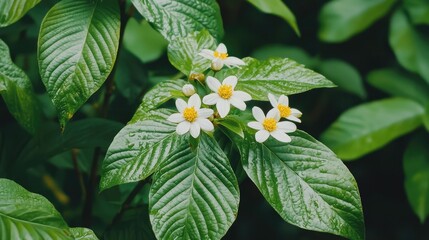 Delicate white flowers bloom among vibrant green leaves, creating a serene and lush natural scene.
