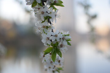 Spring Awakening: Blooming Branches in Soft Light