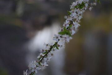 Spring Awakening: Blooming Branches in Soft Light