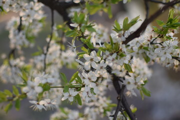 Spring Awakening: Blooming Branches in Soft Light