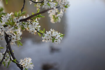 Spring Awakening: Blooming Branches in Soft Light