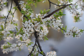 Spring Awakening: Blooming Branches in Soft Light