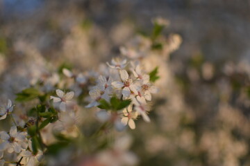 Spring Awakening: Blooming Branches in Soft Light