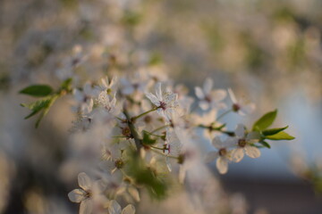 Spring Awakening: Blooming Branches in Soft Light