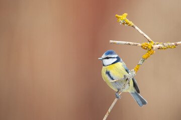 Bird - Blue Tit Cyanistes caeruleus perched on tree winter time small bird on blurred background