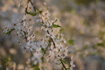 Spring Awakening: Blooming Branches in Soft Light