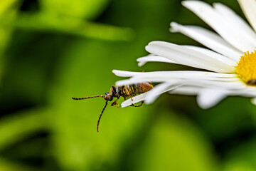 Macro Photograph of a Beetle on Daisy Petals