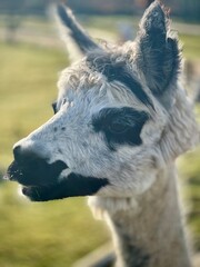 close up of a white Lama