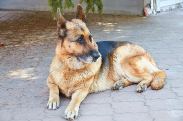 cute adorable german shepherd dog