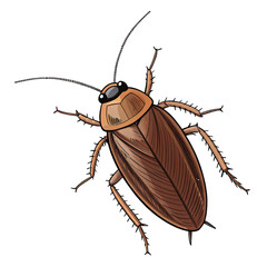 cockroach isolated on white background