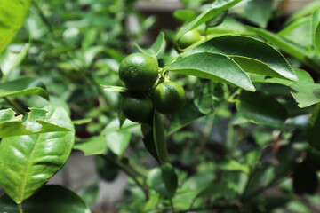 Branches of green lime tree with green leaves, captured in the morning