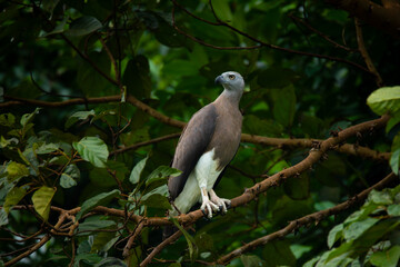 Grey-headed fish eagle (Icthyophaga ichthyaetus) perching on big tree branch at a lakeside  waiting for fish to eat. Found at Singapore Quarry
