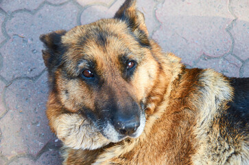 cute adorable german shepherd dog