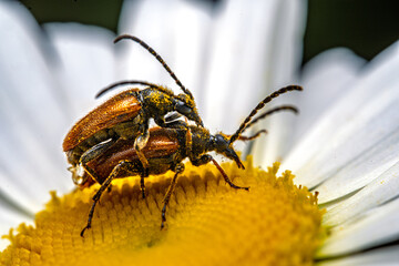 Macro Shot of Two Beetles Mating on a Daisy