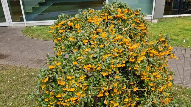 Pyracantha firethorn  attractive orange berries and utumn rain. Pyracantha coccinea flora, sig glow firethorn is excellent evergreen hedge, wall or fence in public park. rows of rectangular shape

