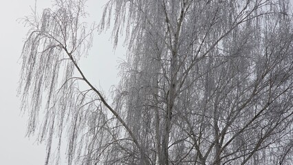 Obraz premium A snowy winter transforms the world into a breathtaking landscape, where everything is blanketed in a soft layer of white, creating a serene and magical atmosphere.