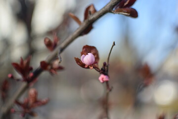 Spring Awakening: Blooming Branches in Soft Light