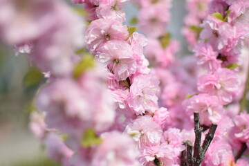 Spring Awakening: Blooming Sakura Branches in Soft Light