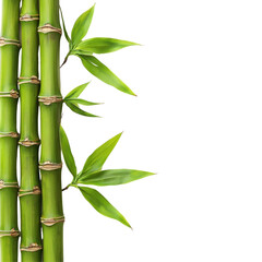 Bamboo stalks with green leaves against a black background isolated on png transparent background, cut out