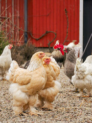 Chickens outdoors in the yard, free range. 