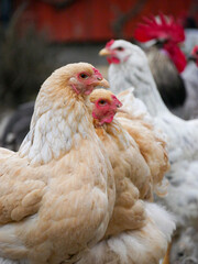 Chickens outdoors in the yard, free range. 