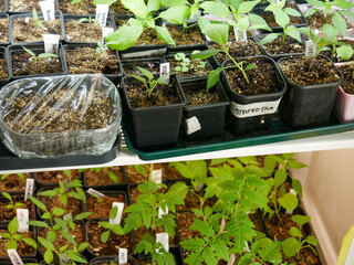 Seedlings indoors growing under grow-lights. 