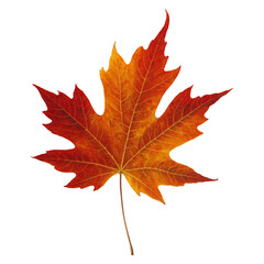 Fototapeta premium autumn maple leaf