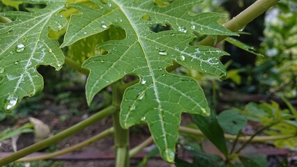 Close-up photo of papaya leaves with rainwater foaming