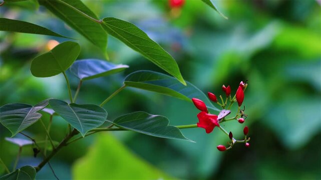 Red Jatropha integerrima  flowers swaying  by the wind in wild forest.Beautiful leaf form,swing stem shape view.  Pingtung Riverside Park,Taiwan. Real time. 4K. High angle view. High quality video