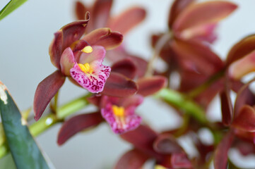 ランの花