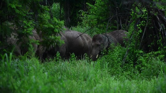 Wild elephants walking through dense green jungle  
