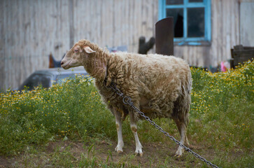 Obraz premium Farm animal eating grass on pasture