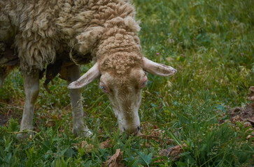 Obraz premium Farm animal eating grass on pasture