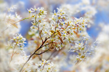  Felsenbirnen (Amelanchier) mit weißen Blüten 