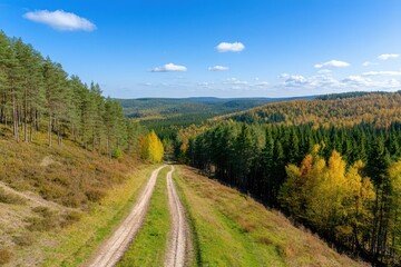 Obraz premium Dirt road winding through a dense forest surrounded by tall trees and lush greenery