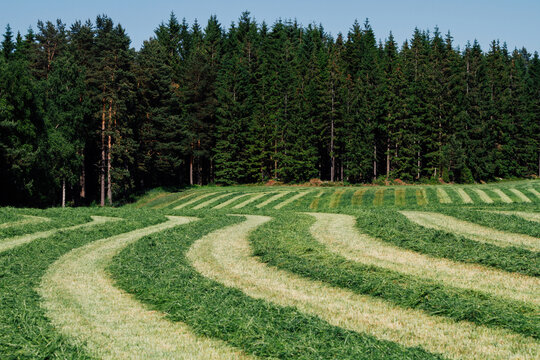 Fresh cut meadow