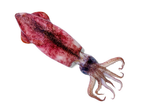 Whole single fresh raw baby squid on white