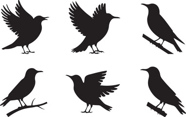 Obraz premium Starling silhouettes