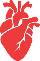 Anatomical heart icon.Human anatomy internal organ set with brain lung intestine heart kidney liver and stomatch.Healthy Cardiovascular Organ Symbol Collection on White Background and red.