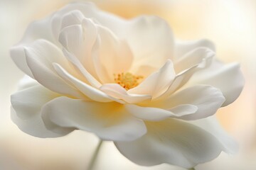 Obraz premium Delicate White Rose with Soft Petals and Gentle Light Background