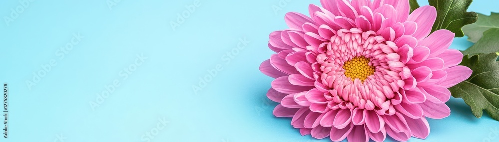Poster pink flower with delicate petals on a vibrant blue background creating a striking visual contrast