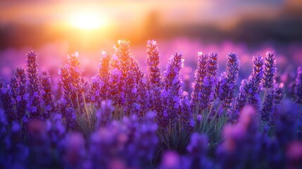 Sunset Lavender Field, Provence, France, Calm (1)