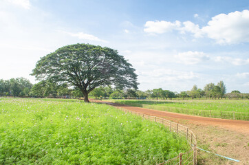 Lone tree in a vibrant green field.
