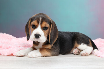 Cute little beagle puppy on a colored background