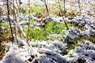 Frosty grass in the garden on winter, winter grass in the morning, frost on meadow in the garden