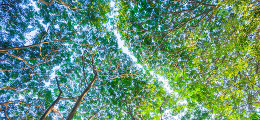 view of green leaves. Treetops seen from a low angle.
looking up of abundance tropical forest tree with green leaves.